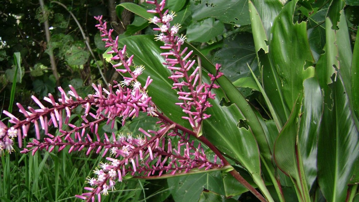cordyline fruticosa