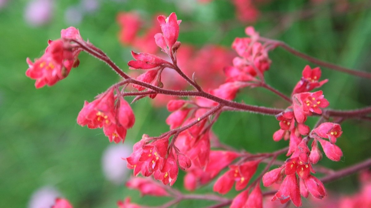 pianta con foglie rosse