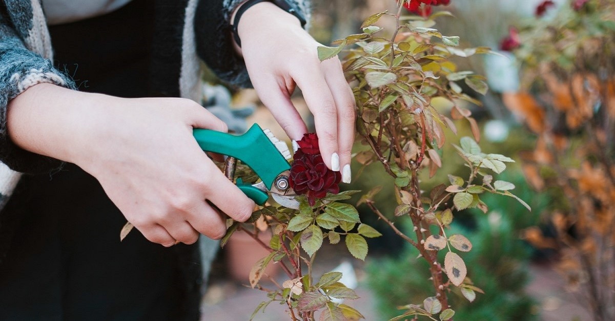 La pratica del deadheading consiste nel potare i fiori appassiti di alcune piante