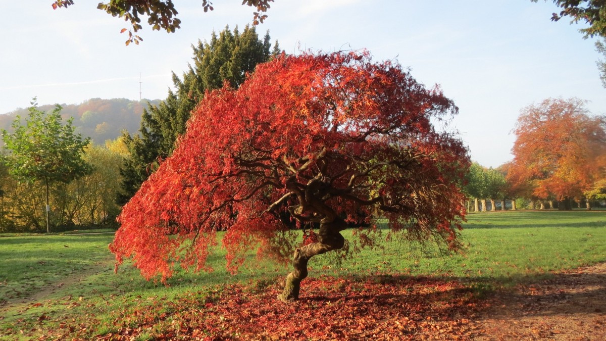pianta con foglie rosse