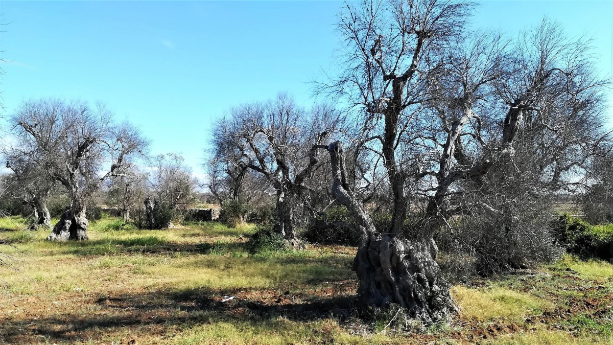 cos'è la xylella