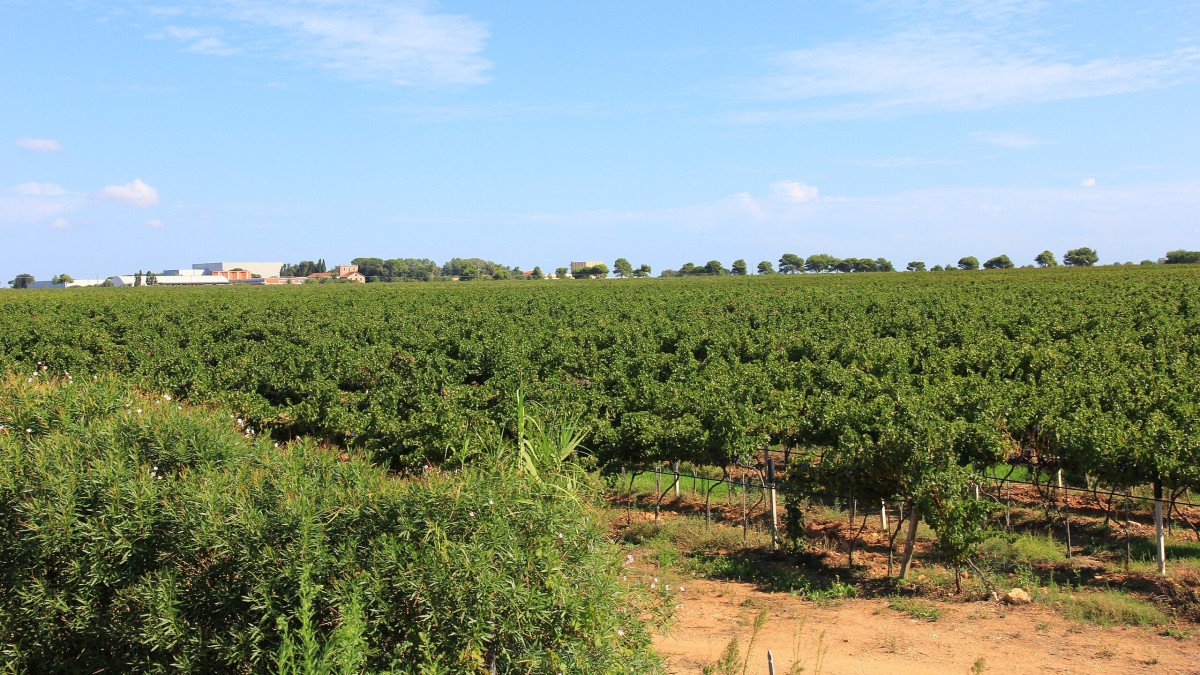 migliori vini sardi