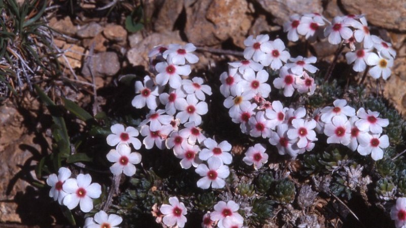 androsace