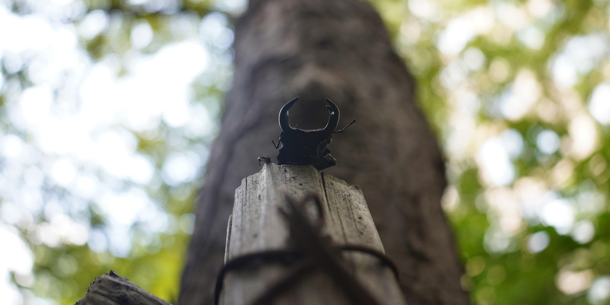 cervo volante è pericoloso