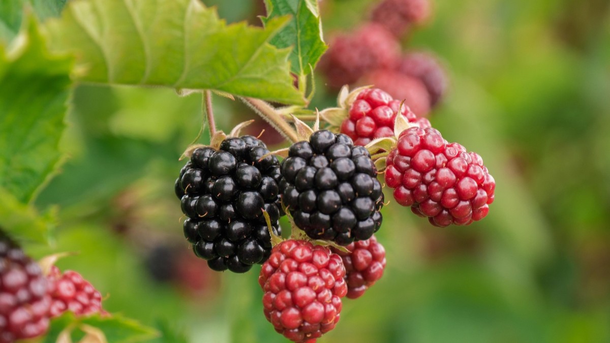 coltivazione di more