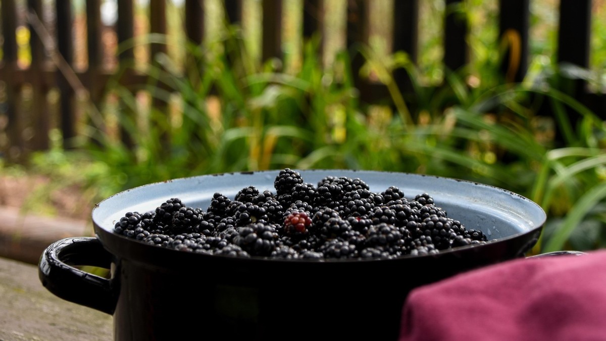 coltivazione di more