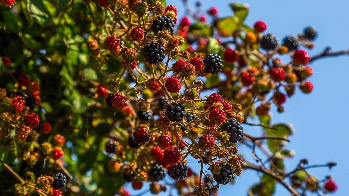 coltivazione di more