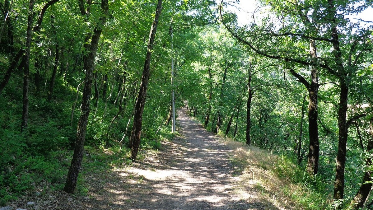 bosco di san francesco