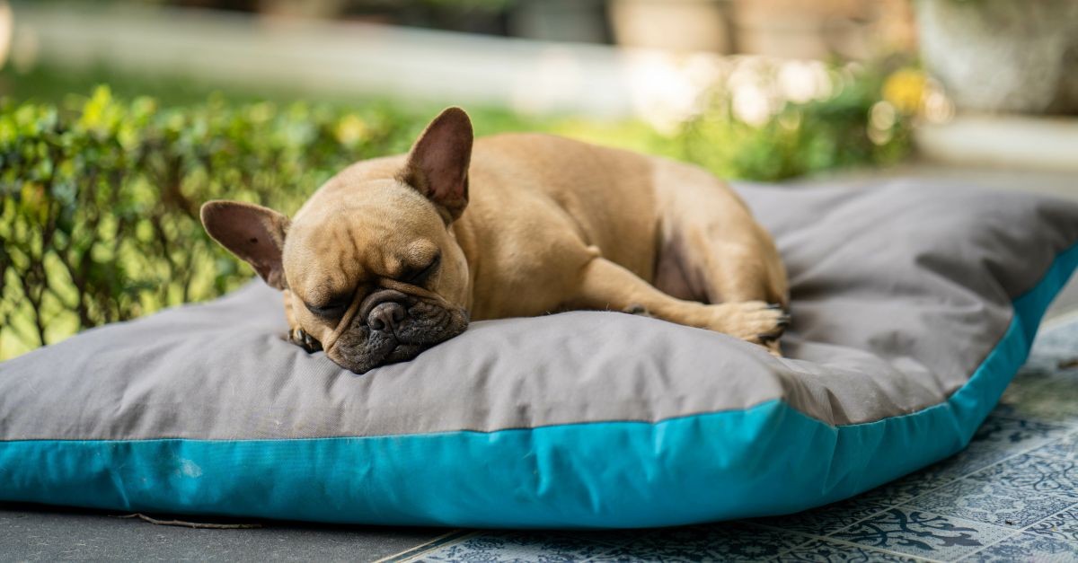 cane che dorme su cuscino cane che dorme su cuscino
