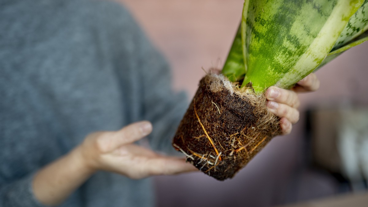 rinvasare pianta estate