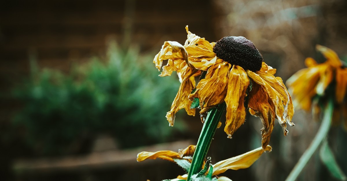 Alcuni fiori, come i girasoli, non dovrebbero essere rimossi quando appassiscono Alcuni fiori, come i girasoli, non dovrebbero essere rimossi quando appassiscono