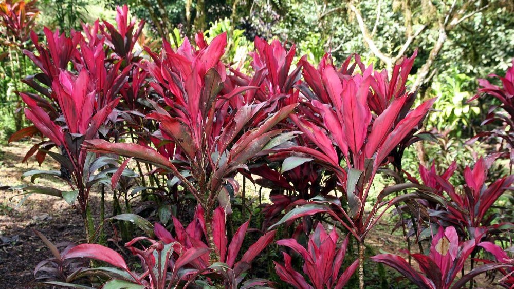 cordyline fruticosa