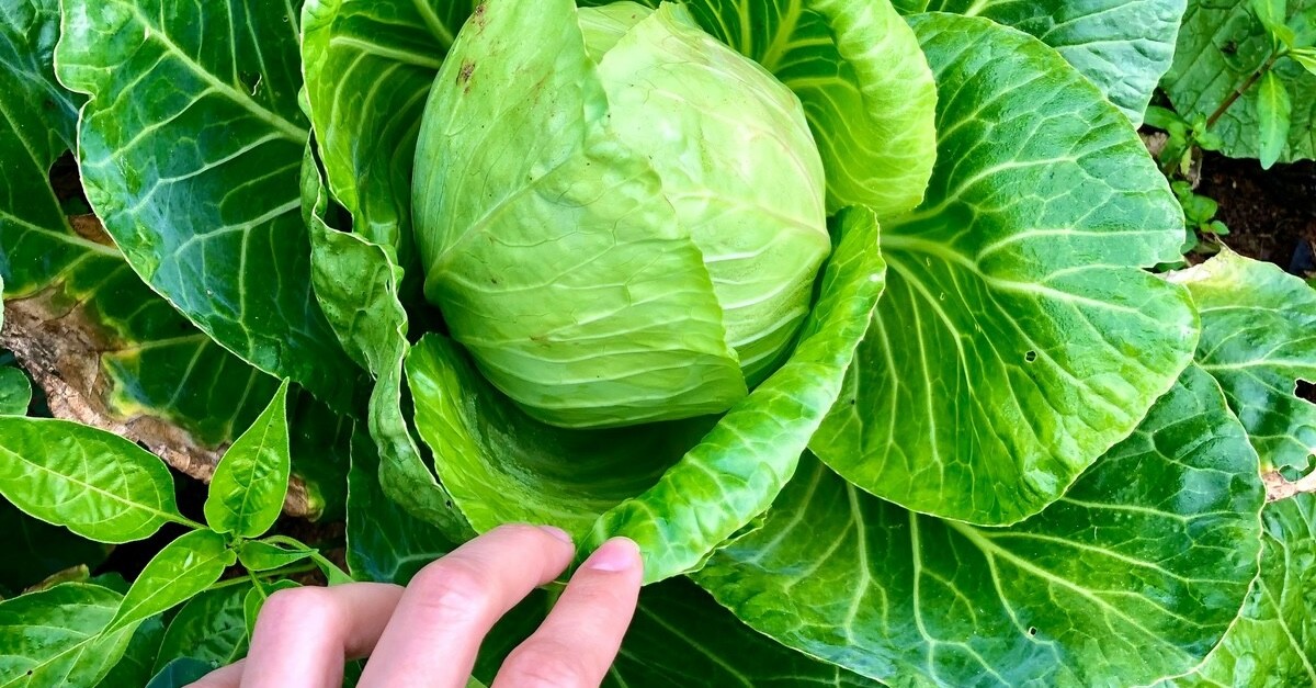 cavolo nell'orto