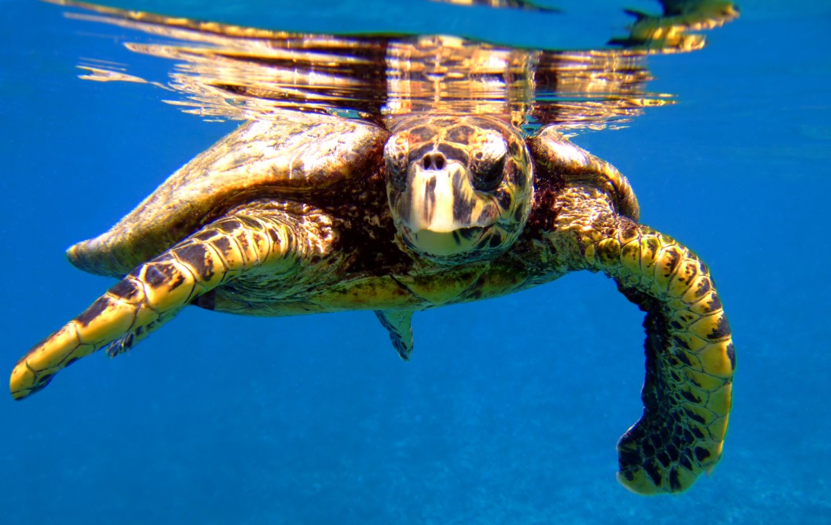 Tartarughe