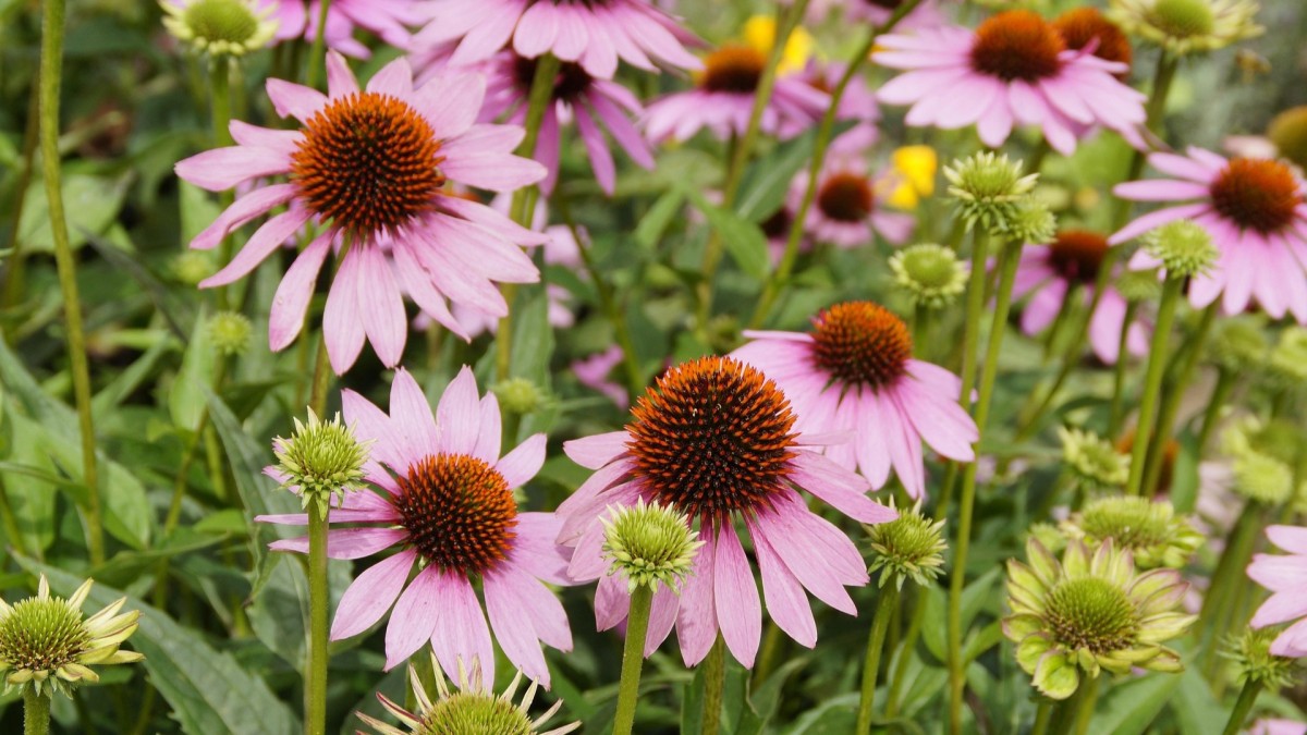echinacea