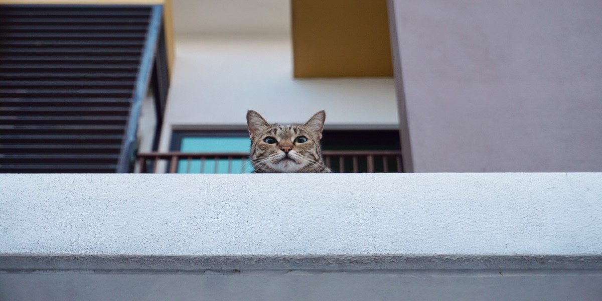 Gatto guarda dal balcone di un condominio