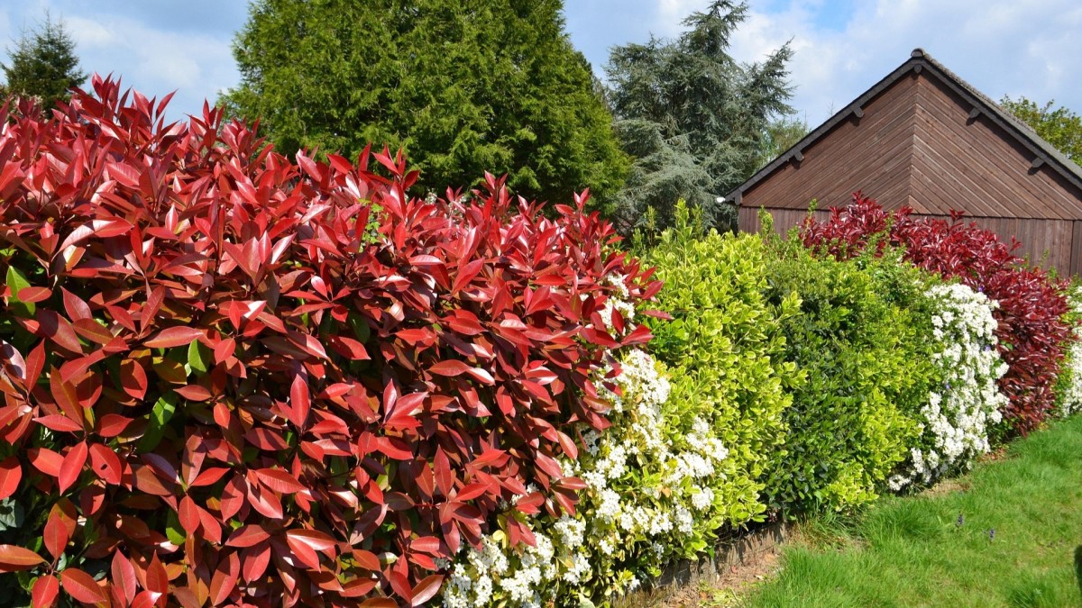 piante antirumore balcone