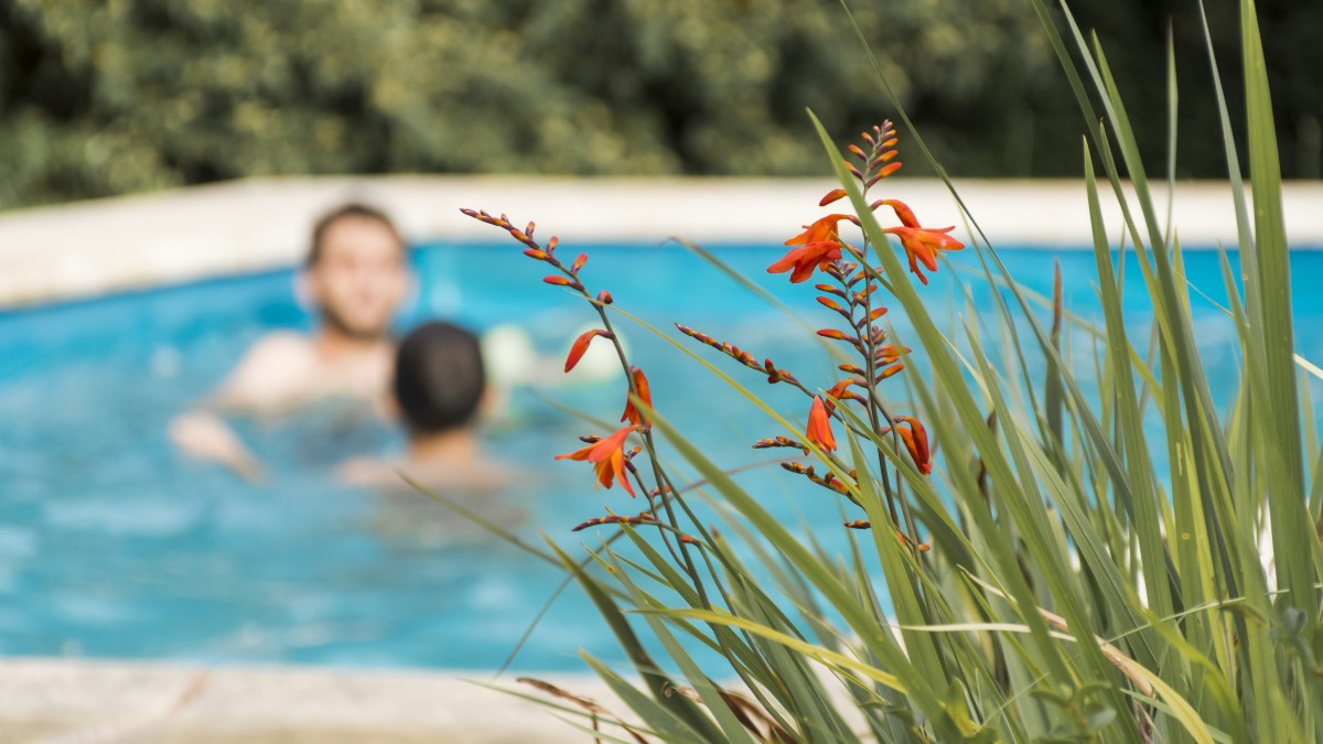 piante bordo piscina