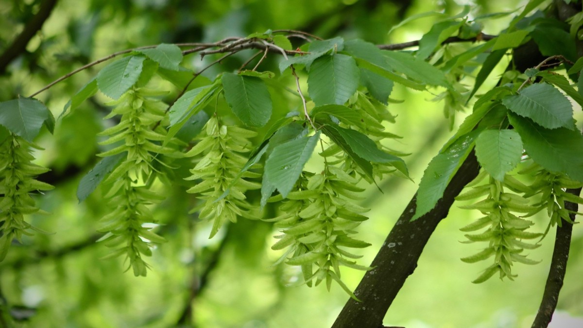 piante antirumore balcone