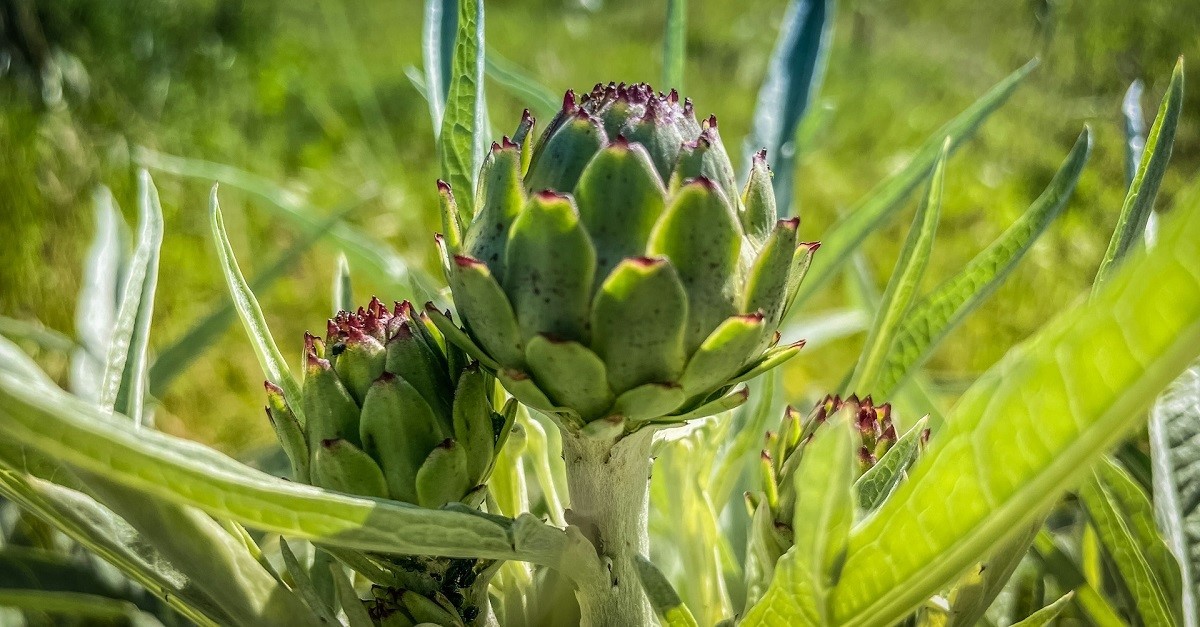 Due carciofi in un orto