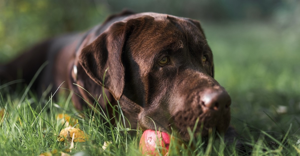 labrador cane triste