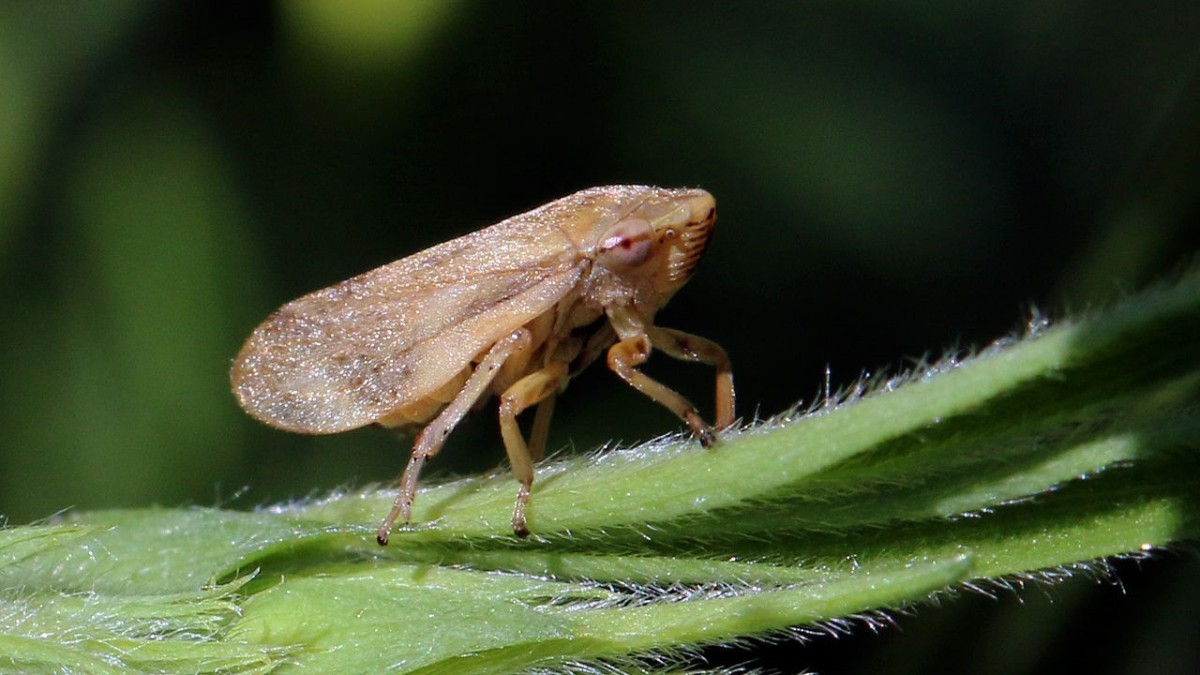 cos'è la xylella