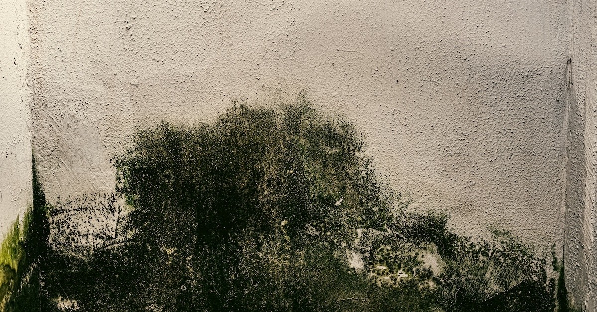 muffa sulle pareti