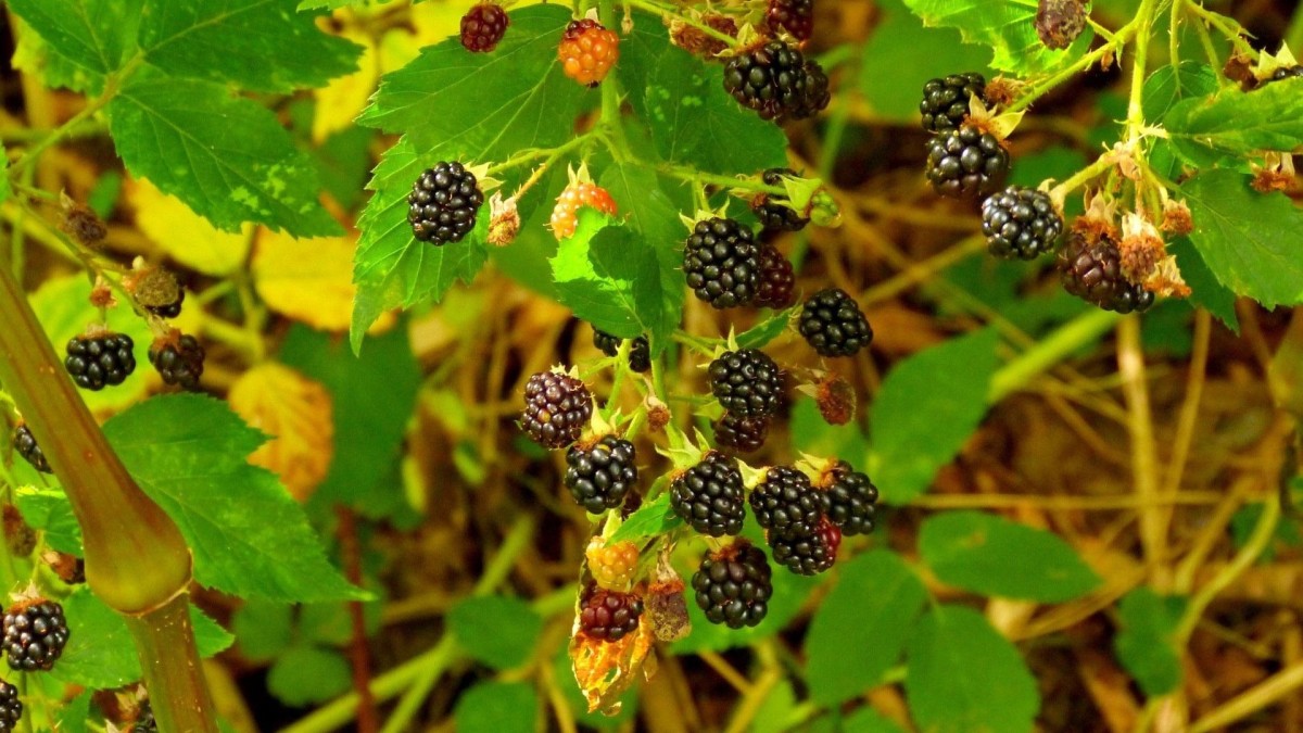 coltivazione di more