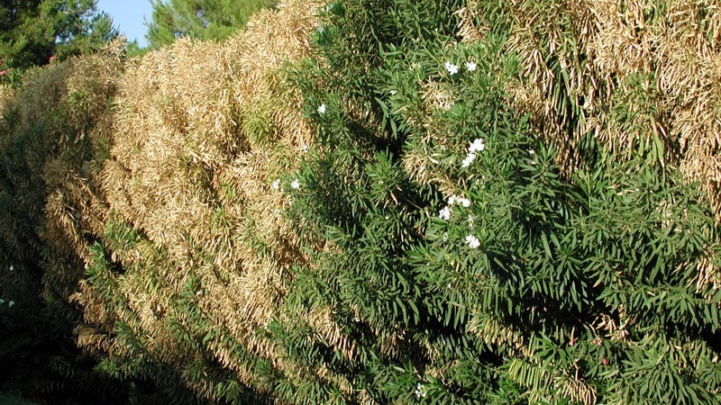 cos'è la xylella