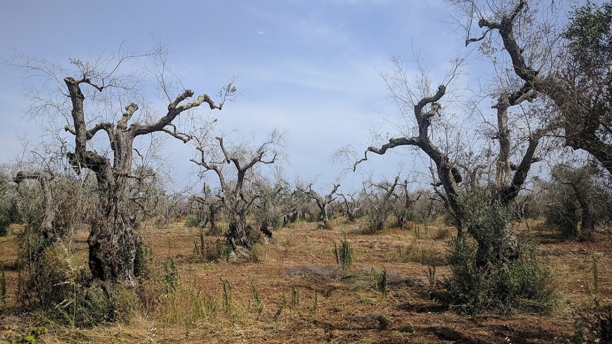 cos'è la xylella