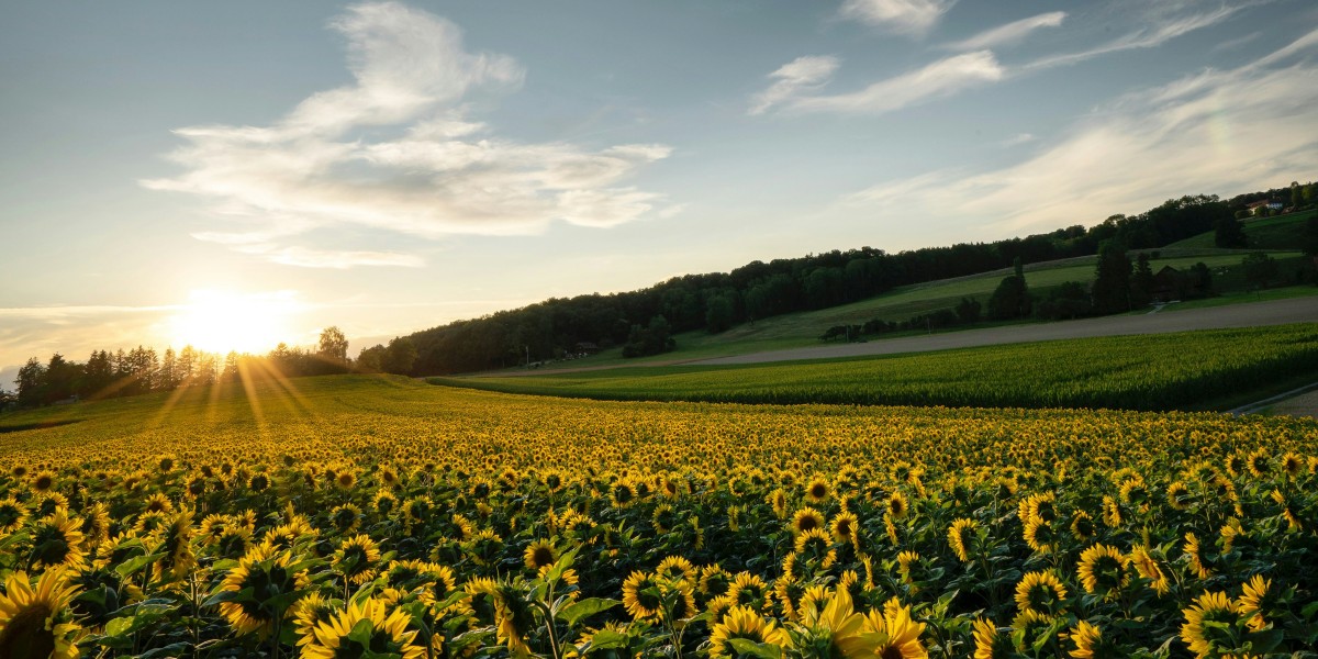 campi di girasole