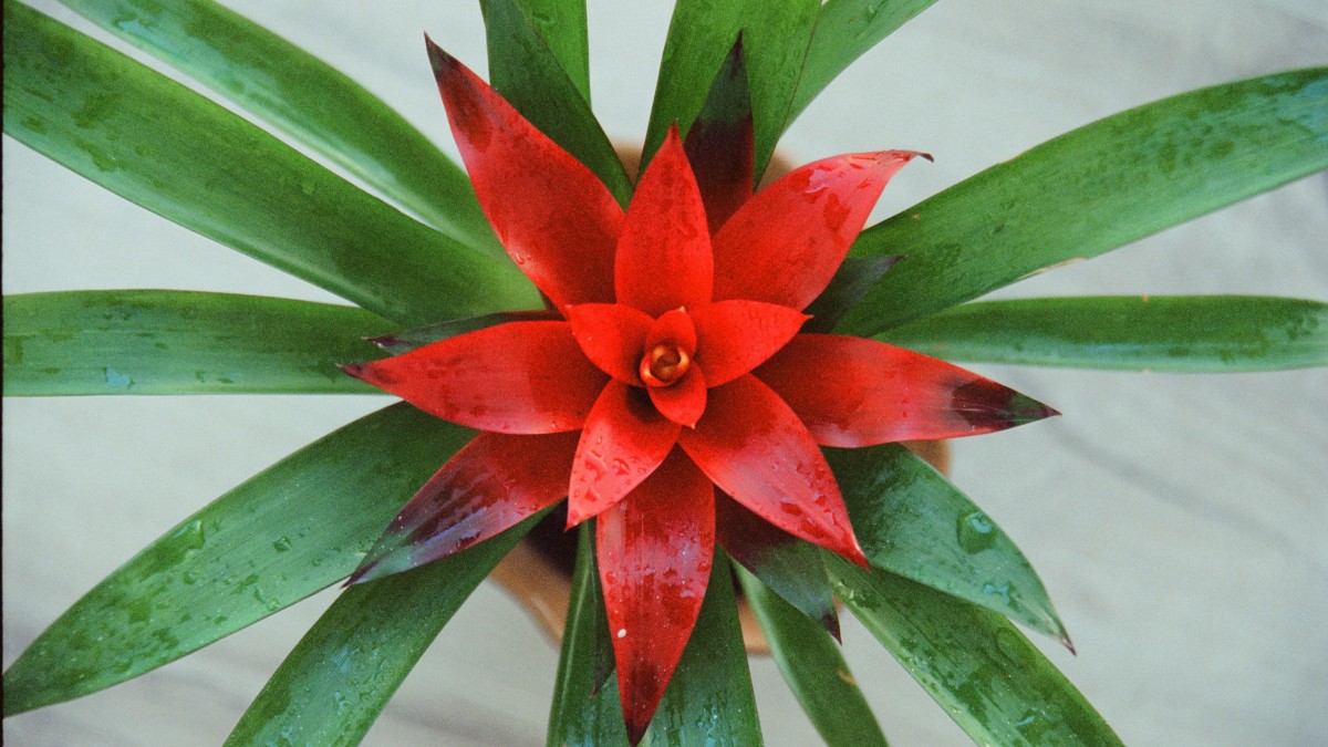 piante fiori rossi