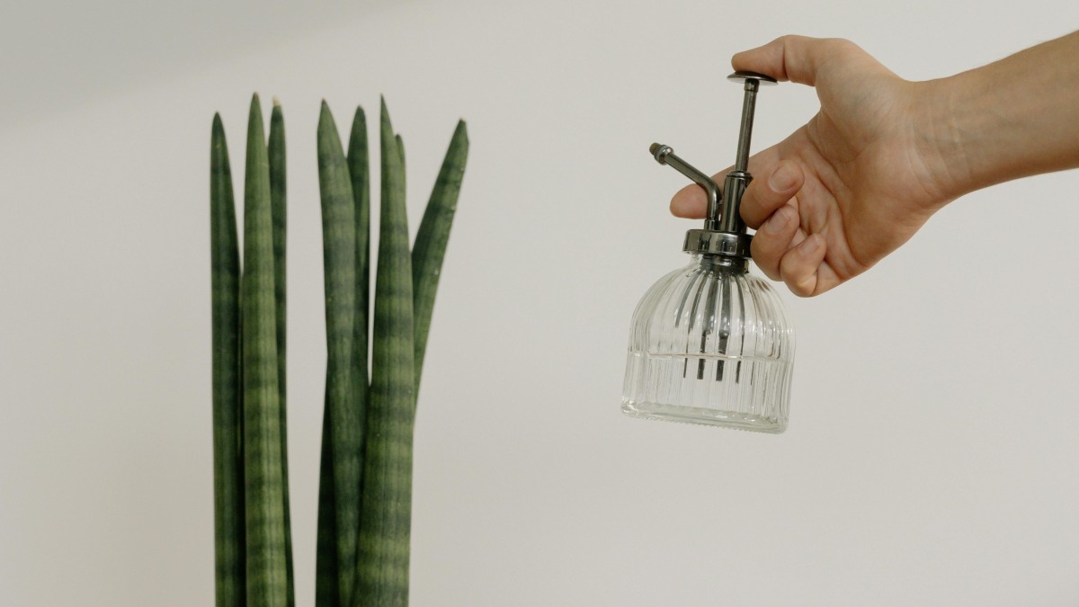 sansevieria cylindrica