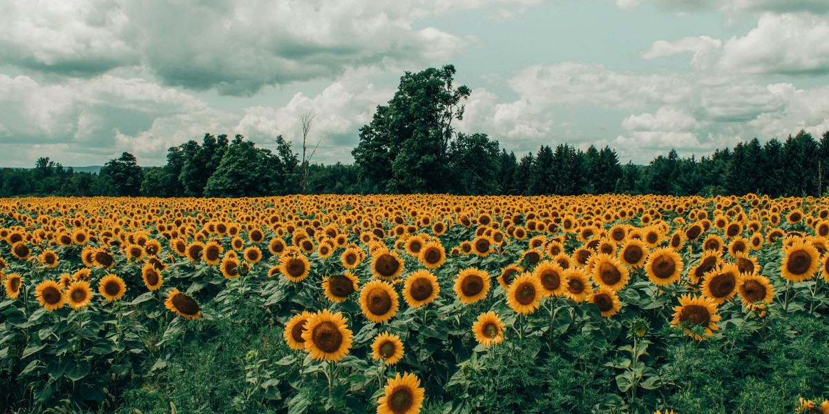 campi di girasole