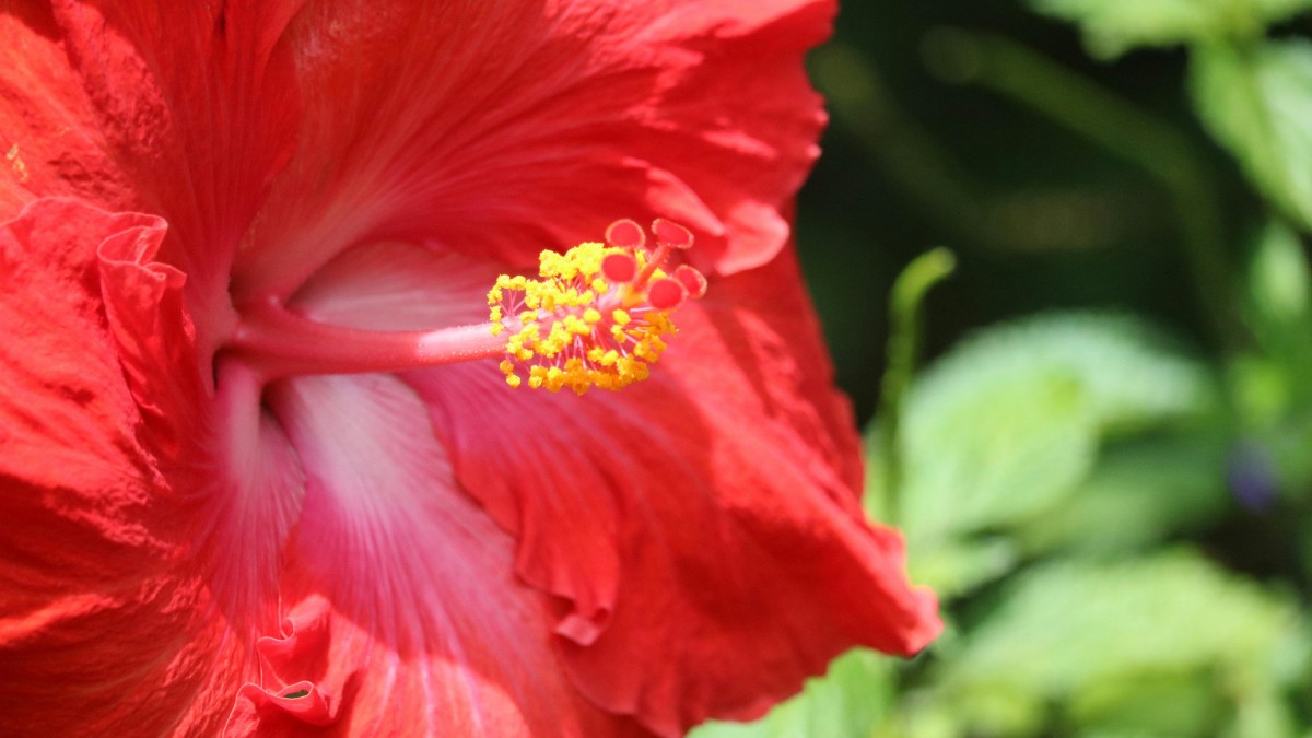 piante rosse