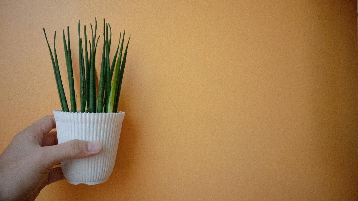 sansevieria cylindrica