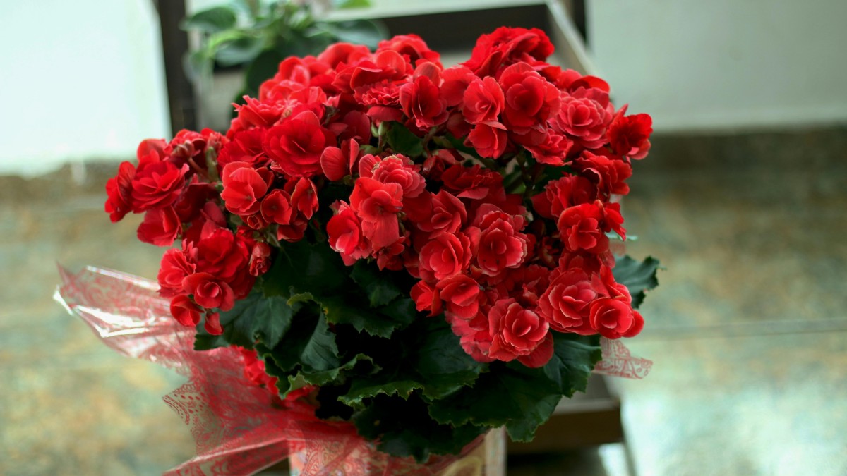 piante rosse