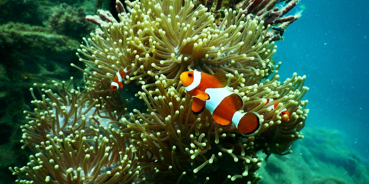 barriera corallina piu bella al mondo
