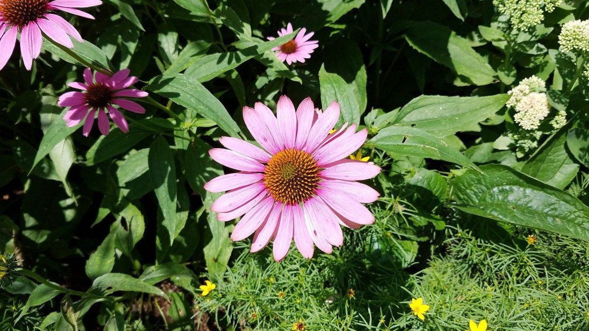 echinacea