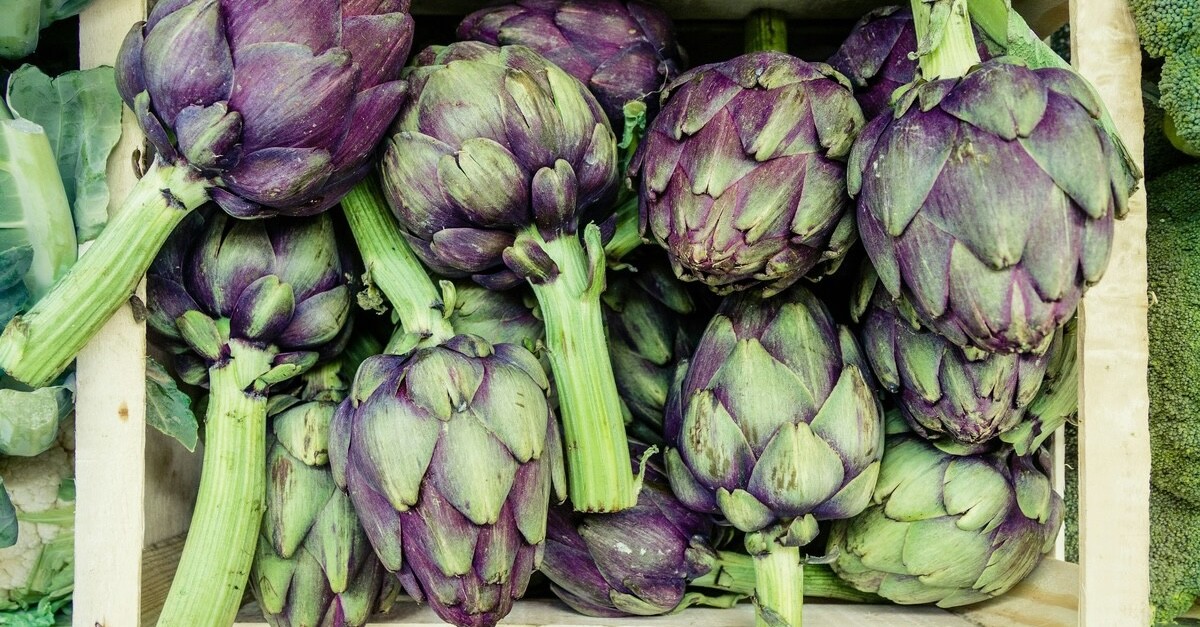 raccolta dei carciofi