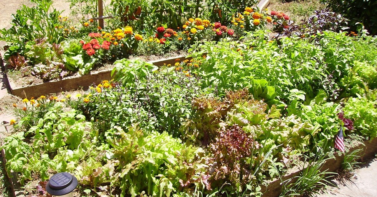 Rigogliose aiuole rialzate con lattuga, pomodori e varie erbe aromatiche