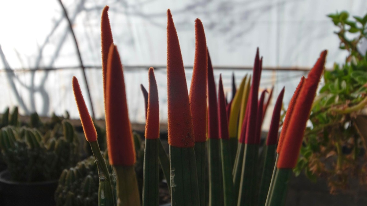sansevieria cylindrica