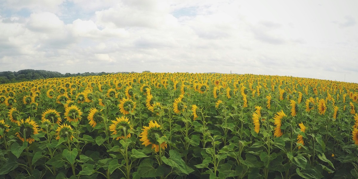 campi di girasole