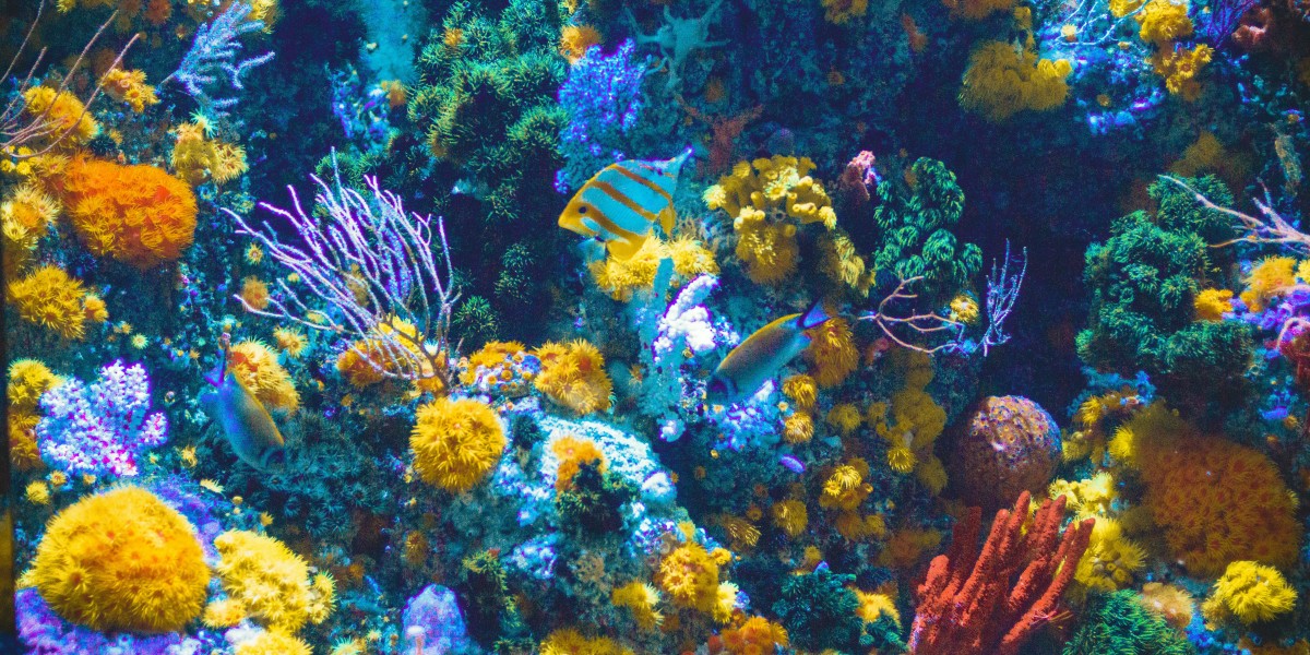 barriera corallina piu bella al mondo