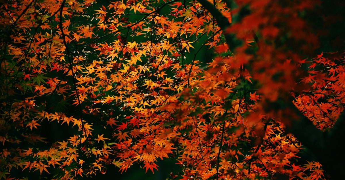 splendide foglie d'autunno splendide foglie d'autunno