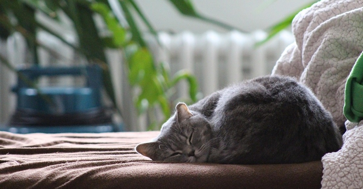 un gatto british shorthair nel lettino un gatto british shorthair nel lettino