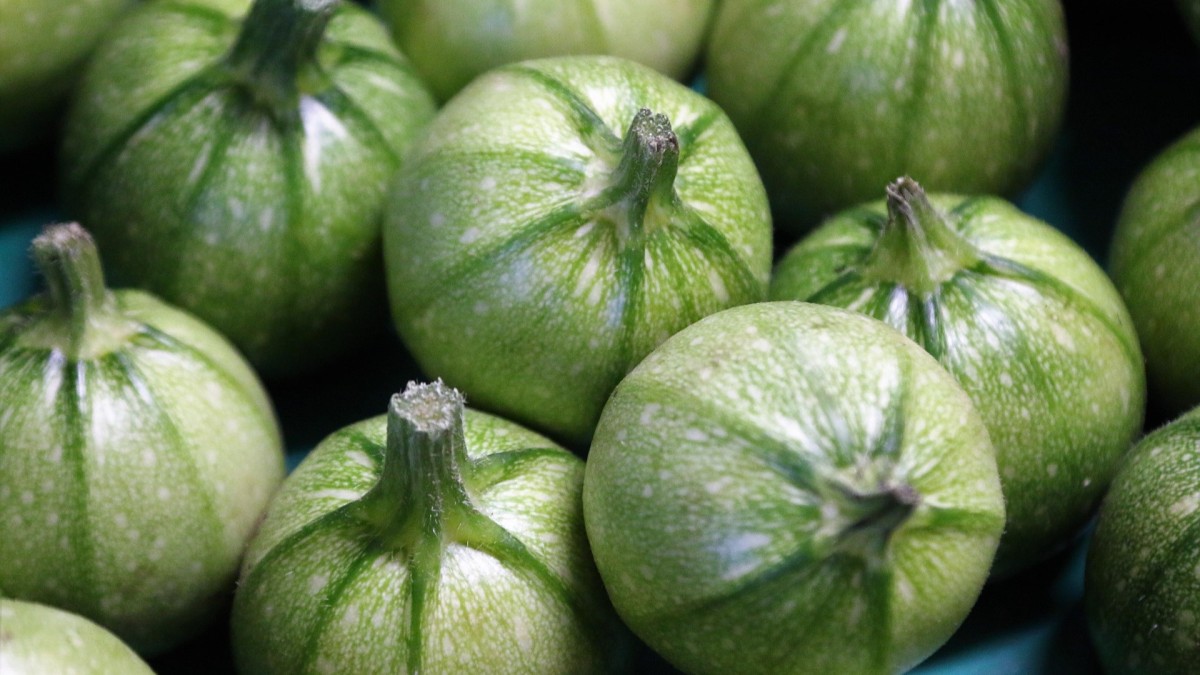 periodo zucchine