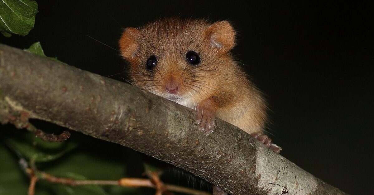 Una foto ravvicunata del moscardino roditore