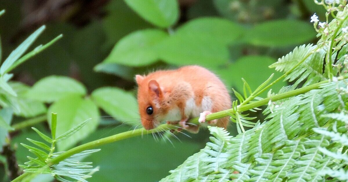 Il moscardino roditore vive nella fitta boscaglia
