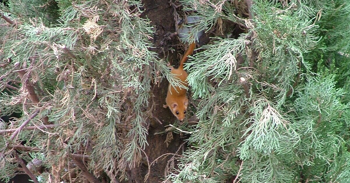 Il moscardino roditore nel duo habitat